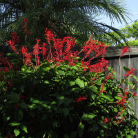 Firespike Odontonema strictum