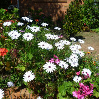 Osteospermum