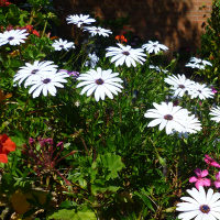 Osteospermum