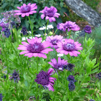 Osteospermum