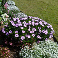 Osteospermum