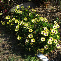 Osteospermum