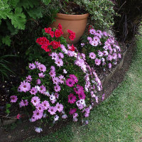 Osteospermum