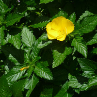 Turnera ulmifolia