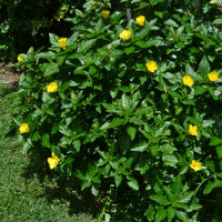 Turnera ulmifolia