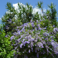 Petrea volubilis