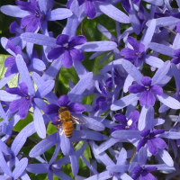 Petrea volubilis