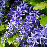 Petrea volubilis