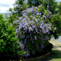 Petrea volubilis