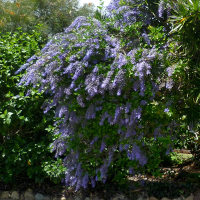 Petrea volubilis