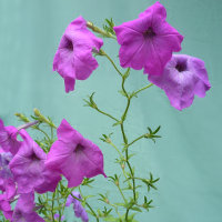 petunia flowering stem