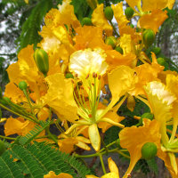 Delonix regia var flavida