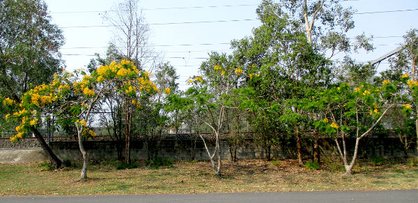 Delonix regia var flavida