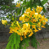 Delonix regia var flavida