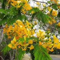 Delonix regia var flavida