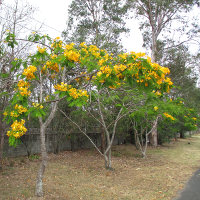 Delonix regia var flavida