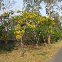 Delonix regia var flavida