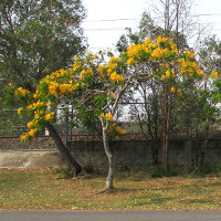 Delonix regia var flavida