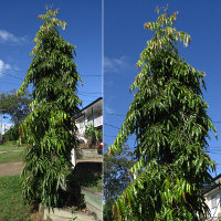 Indian Mast Tree Polyalthia longifolia