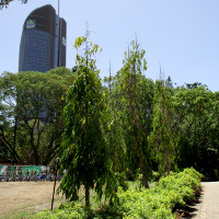 Indian Mast Tree Polyalthia longifolia