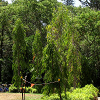Indian Mast Tree Polyalthia longifolia