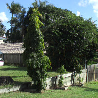 Indian Mast Tree Polyalthia longifolia