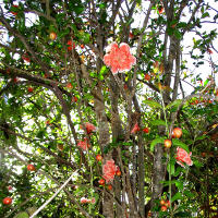 Punica granatum Andre le Roi