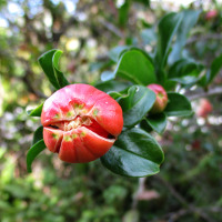 Punica granatum Andre le Roi