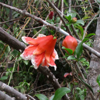 Punica granatum Andre le Roi