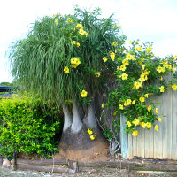 Beaucarnea recurvata Ponytail Palm