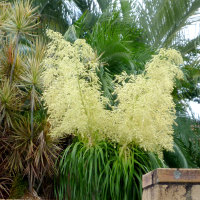 Beaucarnea recurvata Ponytail Palm