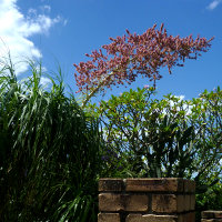 Beaucarnea recurvata Ponytail Palm