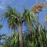 Beaucarnea recurvata Ponytail Palm