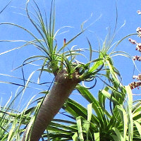 Beaucarnea recurvata Ponytail Palm