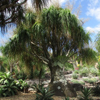 Beaucarnea recurvata Ponytail Palm