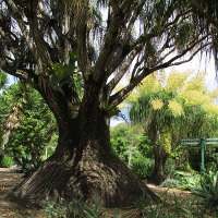 Beaucarnea recurvata Ponytail Palm