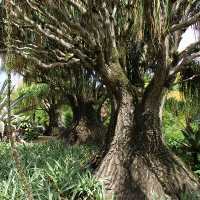 Beaucarnea recurvata Ponytail Palm