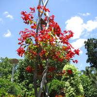 Combretum mussaendiflorum