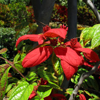 Combretum mussaendiflorum