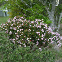 pink-flowered cultivar