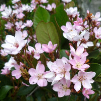 pink-flowered cultivar