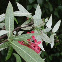 Arachnothryx leucophylla syn. Rondeletia leucophylla