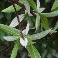 Arachnothryx leucophylla syn. Rondeletia leucophylla