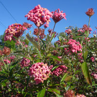 Arachnothryx leucophylla syn. Rondeletia leucophylla