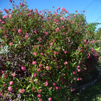 Arachnothryx leucophylla syn. Rondeletia leucophylla