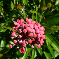 Arachnothryx leucophylla syn. Rondeletia leucophylla