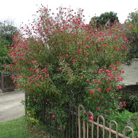 Arachnothryx leucophylla syn. Rondeletia leucophylla