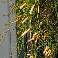 Russelia equisetiformis Tangerine