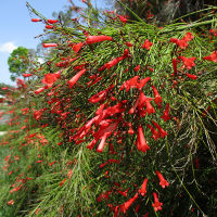 Russelia equisetiformis