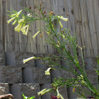 Russelia equisetiformis Lemon